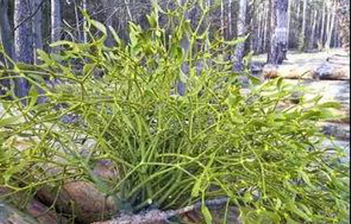 药您知道 | No.4 槲寄生的作用