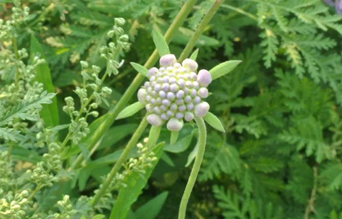 药您知道 | No.36续断的作用