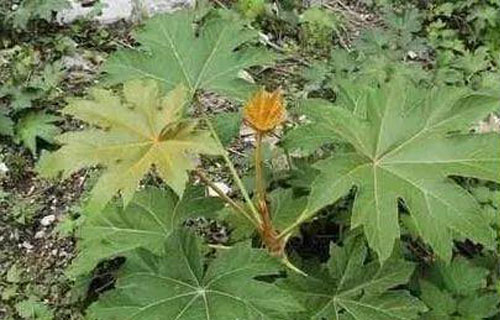 药您知道 | No.53通草的作用