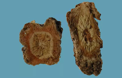 药您知道 | No.62前胡的作用