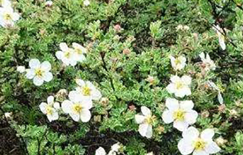 药您知道 | No.84羌活的作用